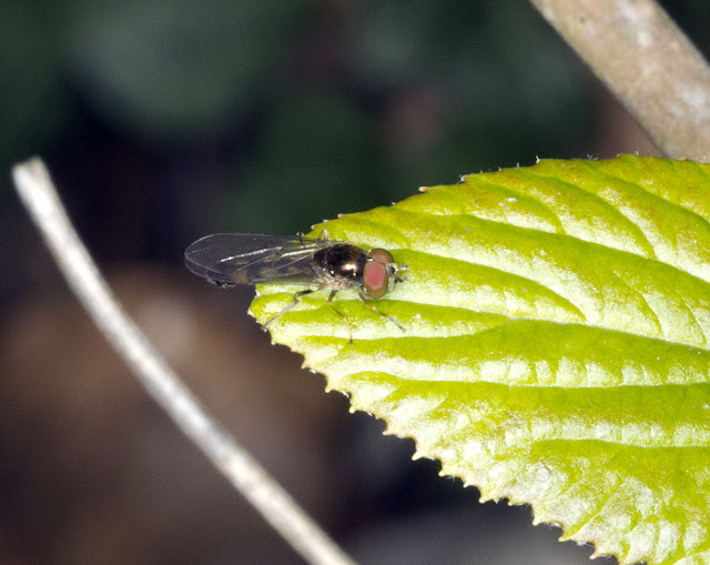 Hoverfly, Melanostoma scalare. Male.  Nashenden Down Nature Reserve, 14 April 2012.