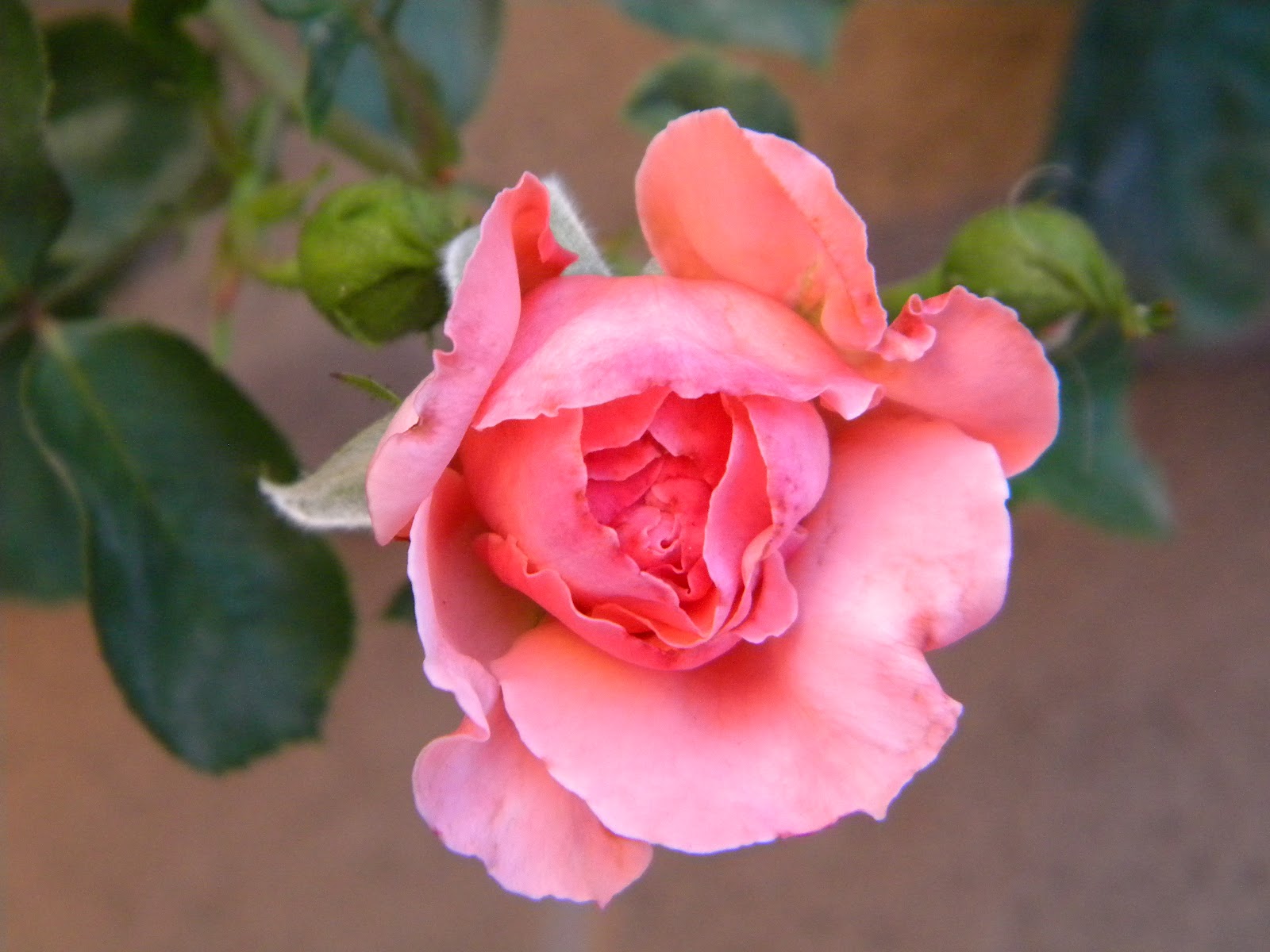 *Queen Bee Cottage* Beautiful Roses Update