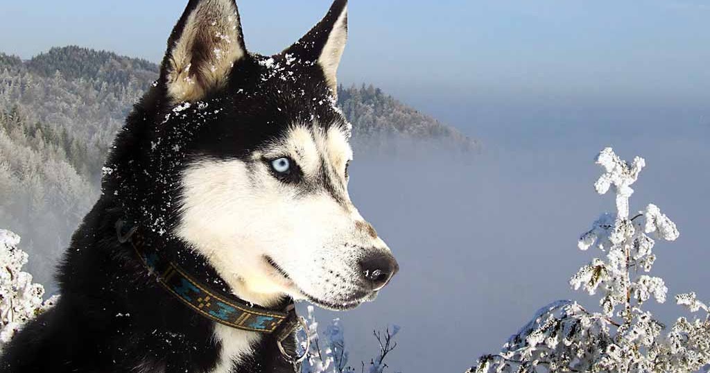 HD Wallpapers: Siberian Huskys Wallpapers