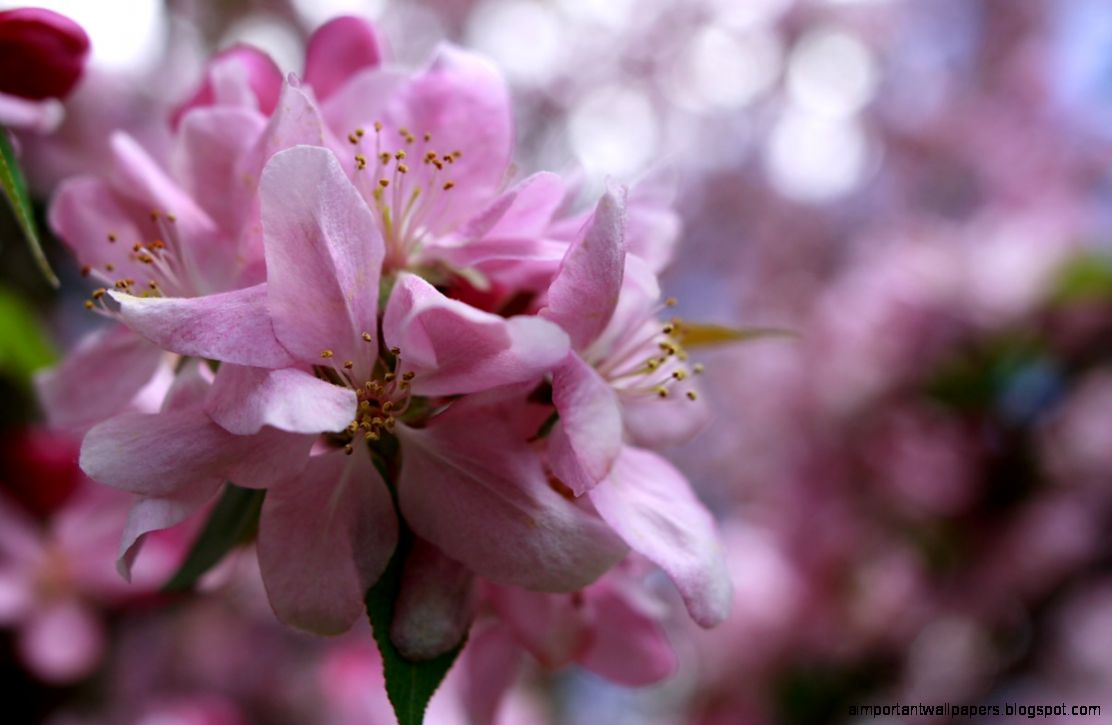 FileApple bloom spring flower   West Virginia   ForestWander FileApple bloom spring flower   West Virginia   ForestWander