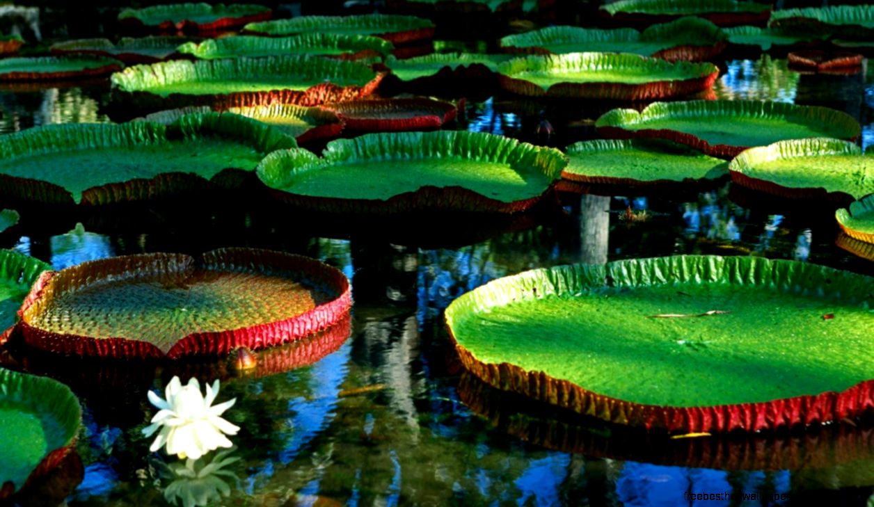 Water Flowers Giant Fresh – wallpapers is Water Flowers Giant Fresh – wallpapers is