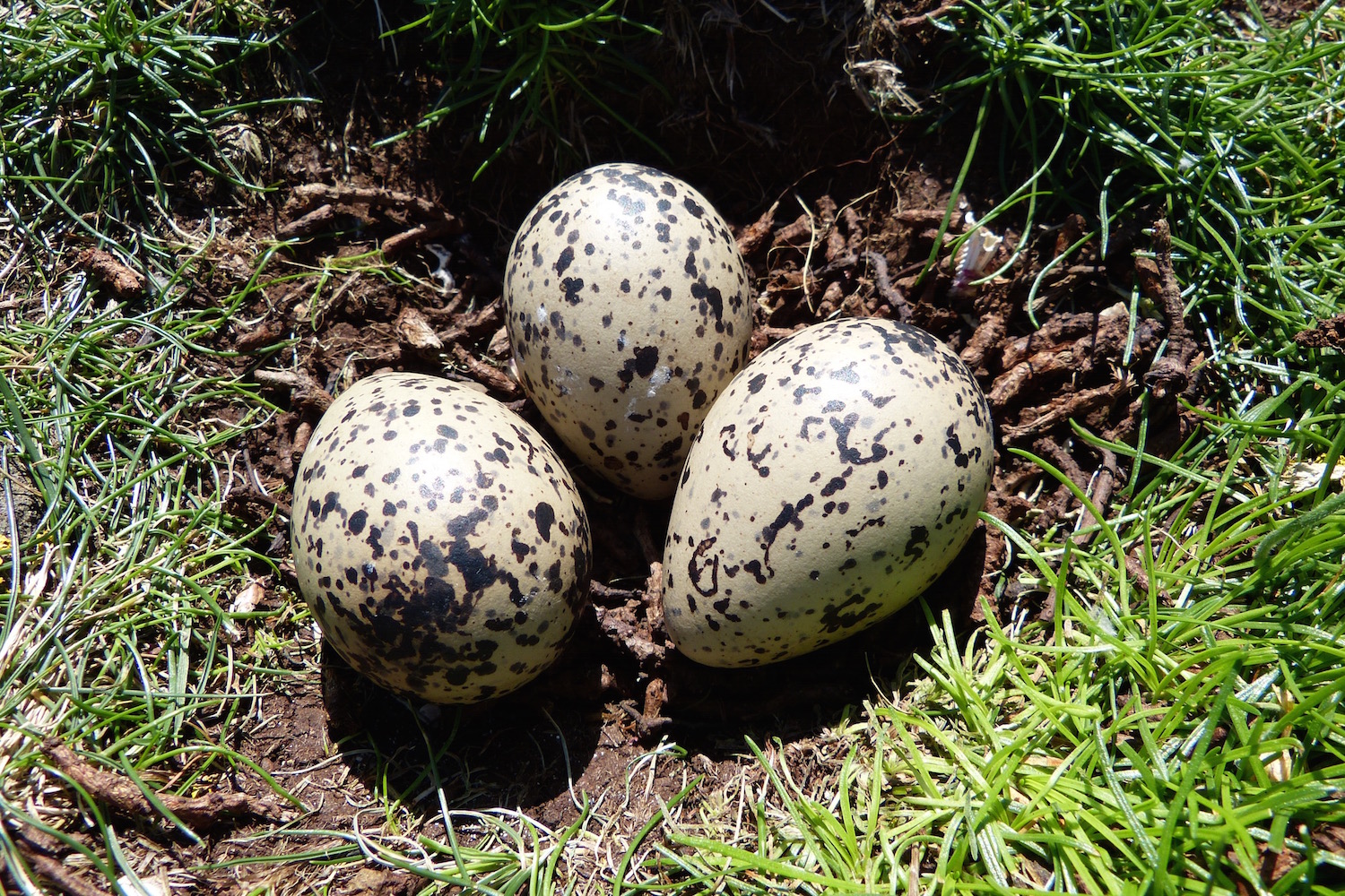 A Kilchoan Diary An Oystercatcher's Nest