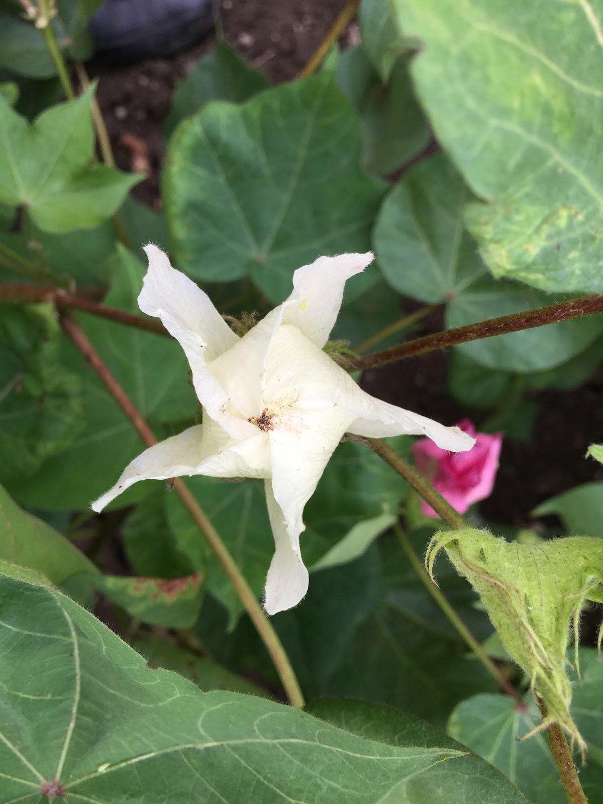 Keshav Kranthi Pink Bollworm Strikes BtCotton
