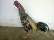 AYAM BURMA