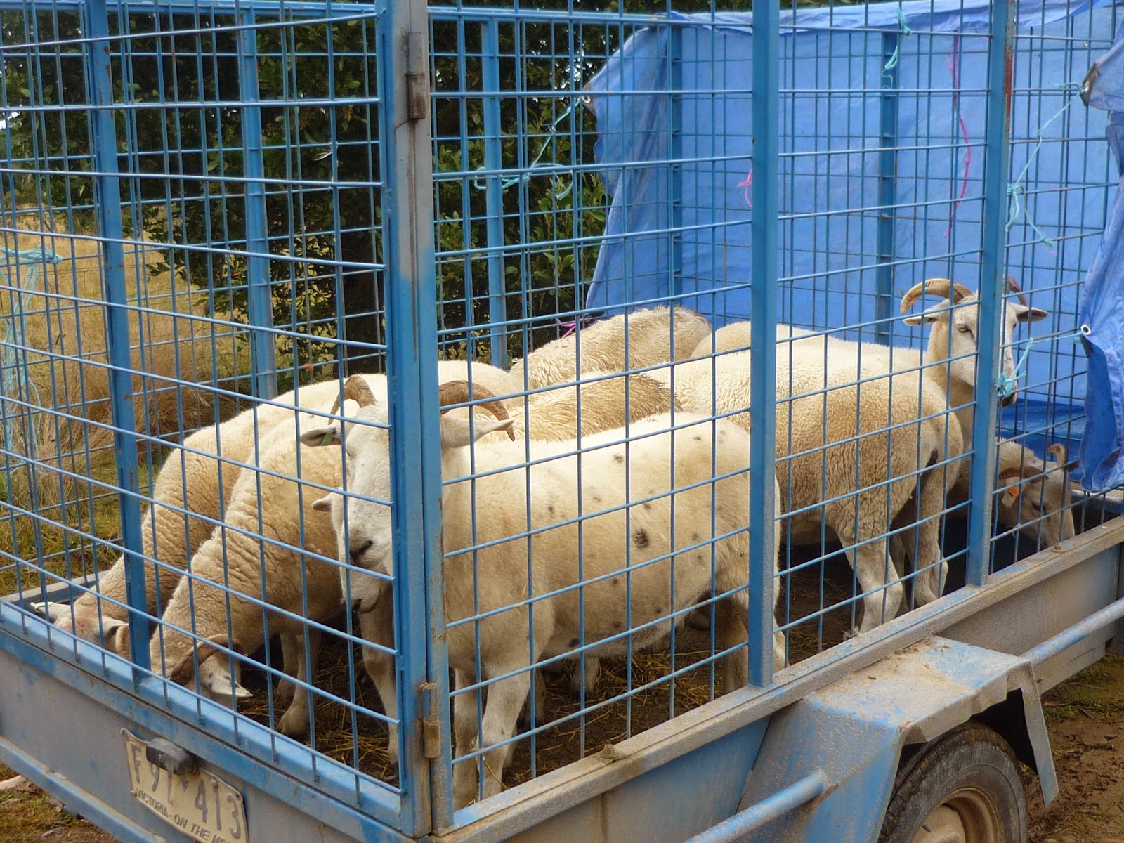 Opportunity Farm Selling Sheep