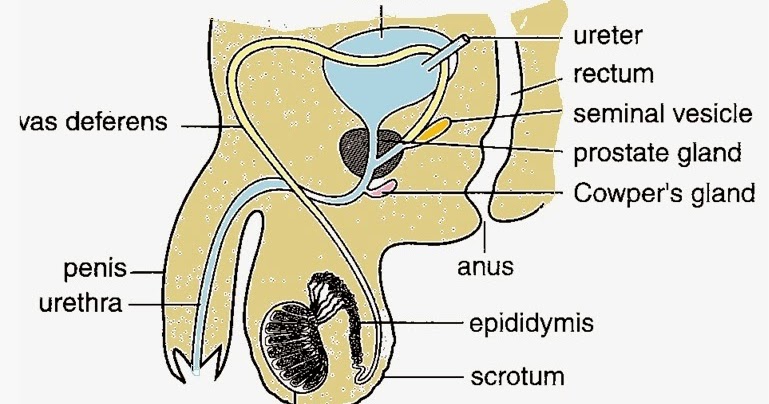 BIOLOGY FORM 6: Sexual Reproduction in Humans