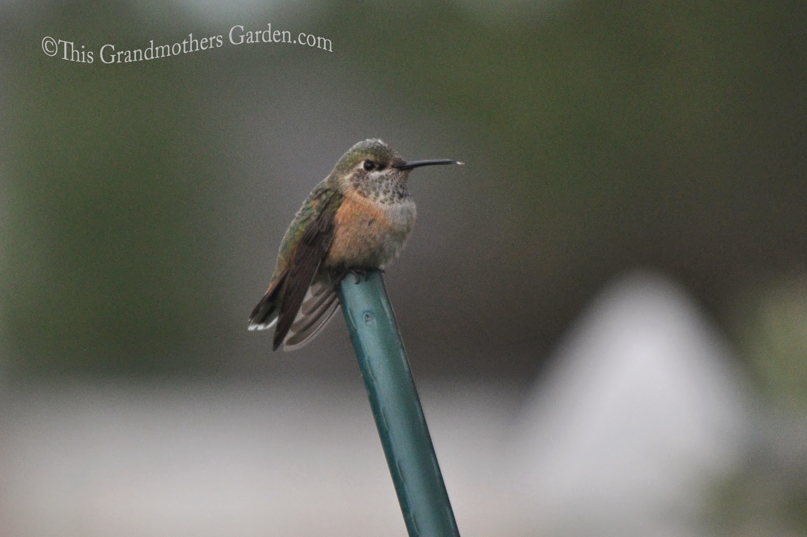 This Grandmother's Garden They're Back!