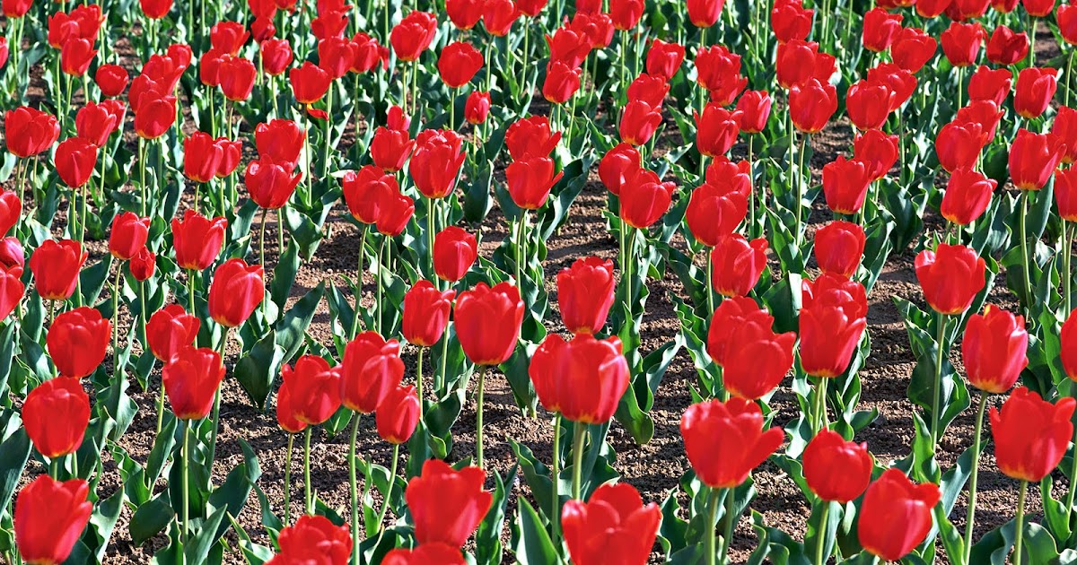 Free Background wallpapers: Flowers Wallpapers