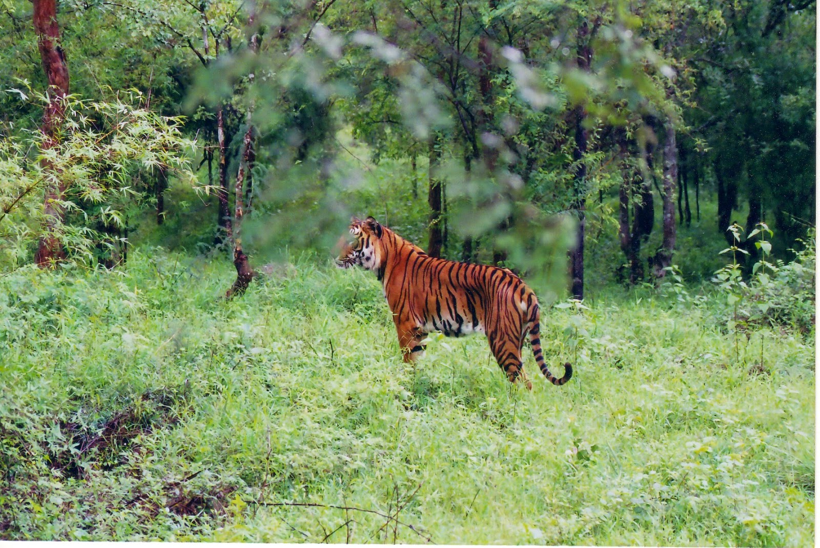 http://3.bp.blogspot.com/-NJaFvP5Cxs8/VMnYZgPQJjI/AAAAAAAAKR8/uFqsGPIhHqw/s1600/Indian_Tiger_at_Bhadra_wildlife_sanctuary.jpg