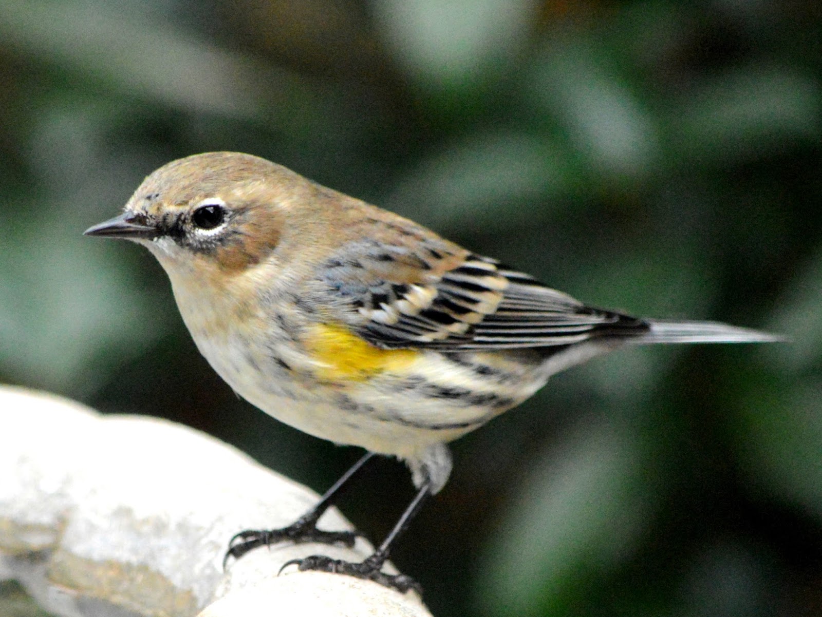 SE Texas Birding & Wildlife Watching Winter Residents Warblers & Kinglets