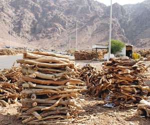 أنا عود من عرض حزمه