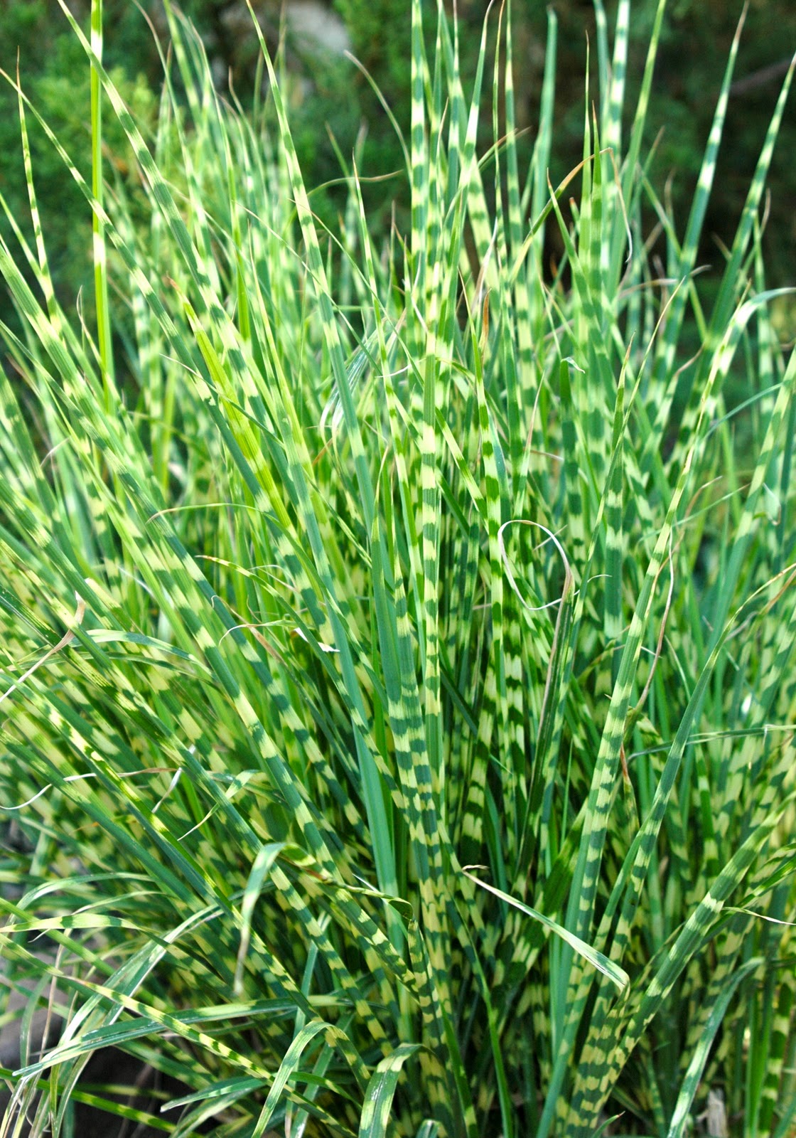 Zebra Grass