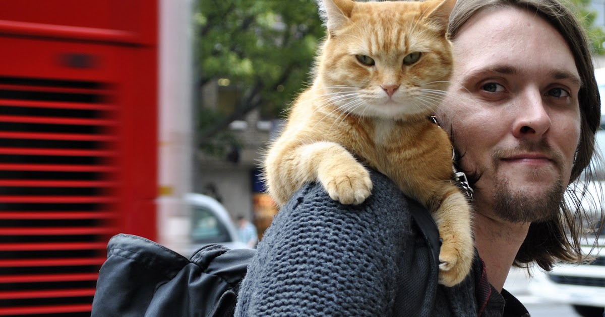 bayan çokbilmiş �İlaç� kedi Bob!