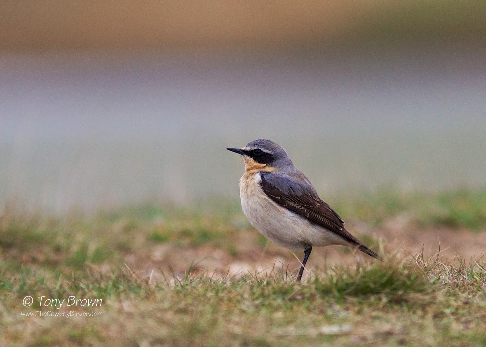 Northern Wheatear male, spring, Wanstead