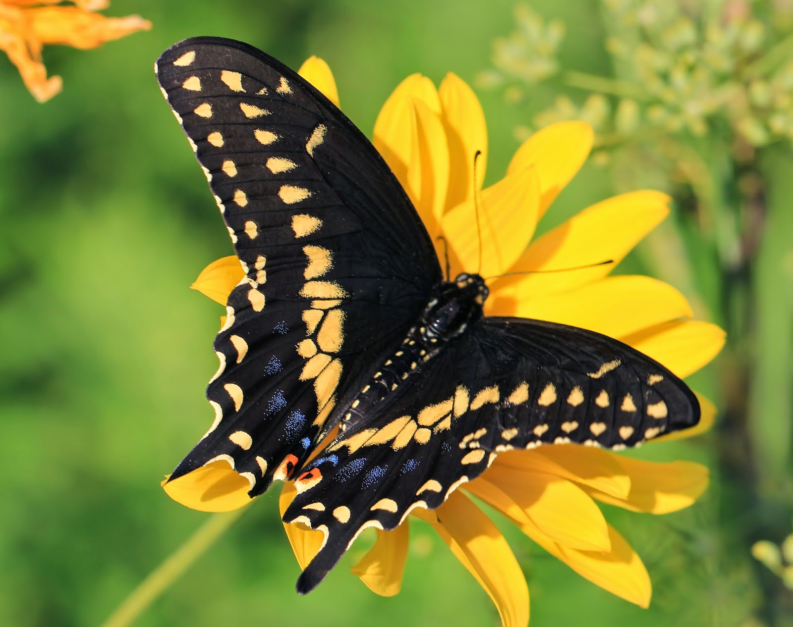More Butterflies Fluttering Around NY Harbor Nature on the Edge of