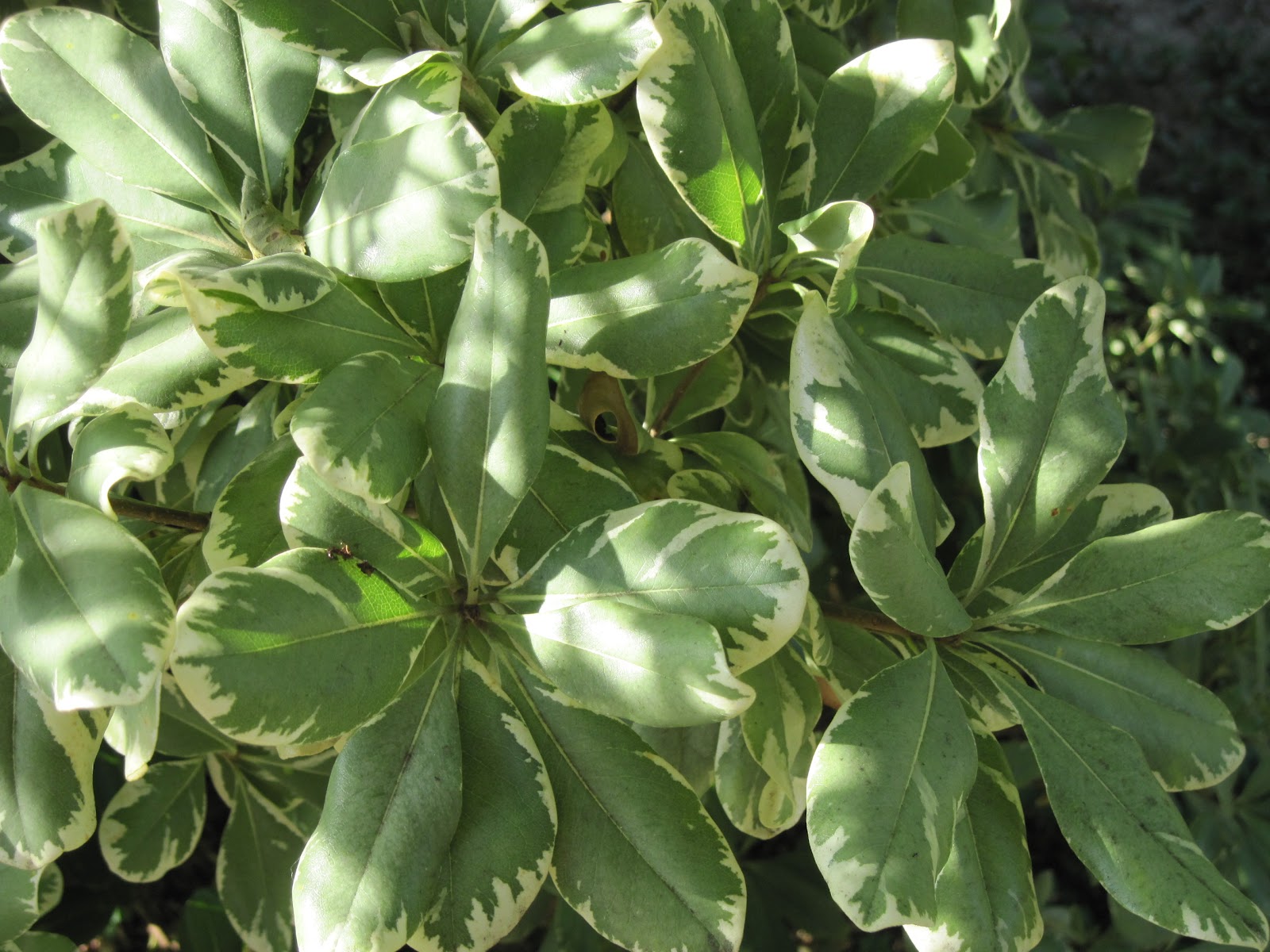 Plttosporum Tobira Pittosporaceae Japanese Pittosporum Benefits