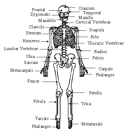Diagram Human Body