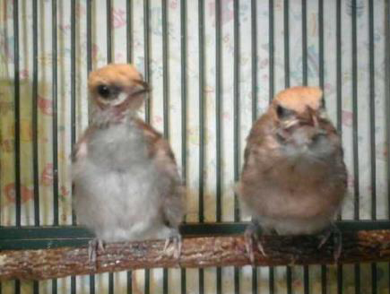 Ternak Cucak Rowo Daftar Harga Burung Cucak Rowo Papua Anakan