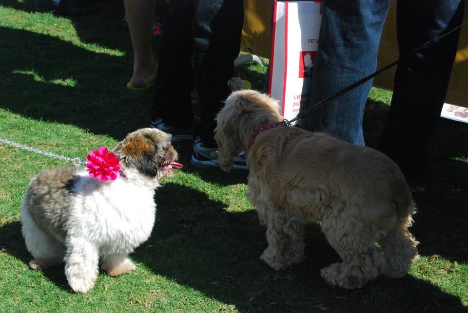 Dubai Pet Show 2013 Photos and Videos DubEye