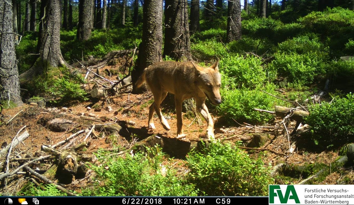 Der Schwarzwaldwolf