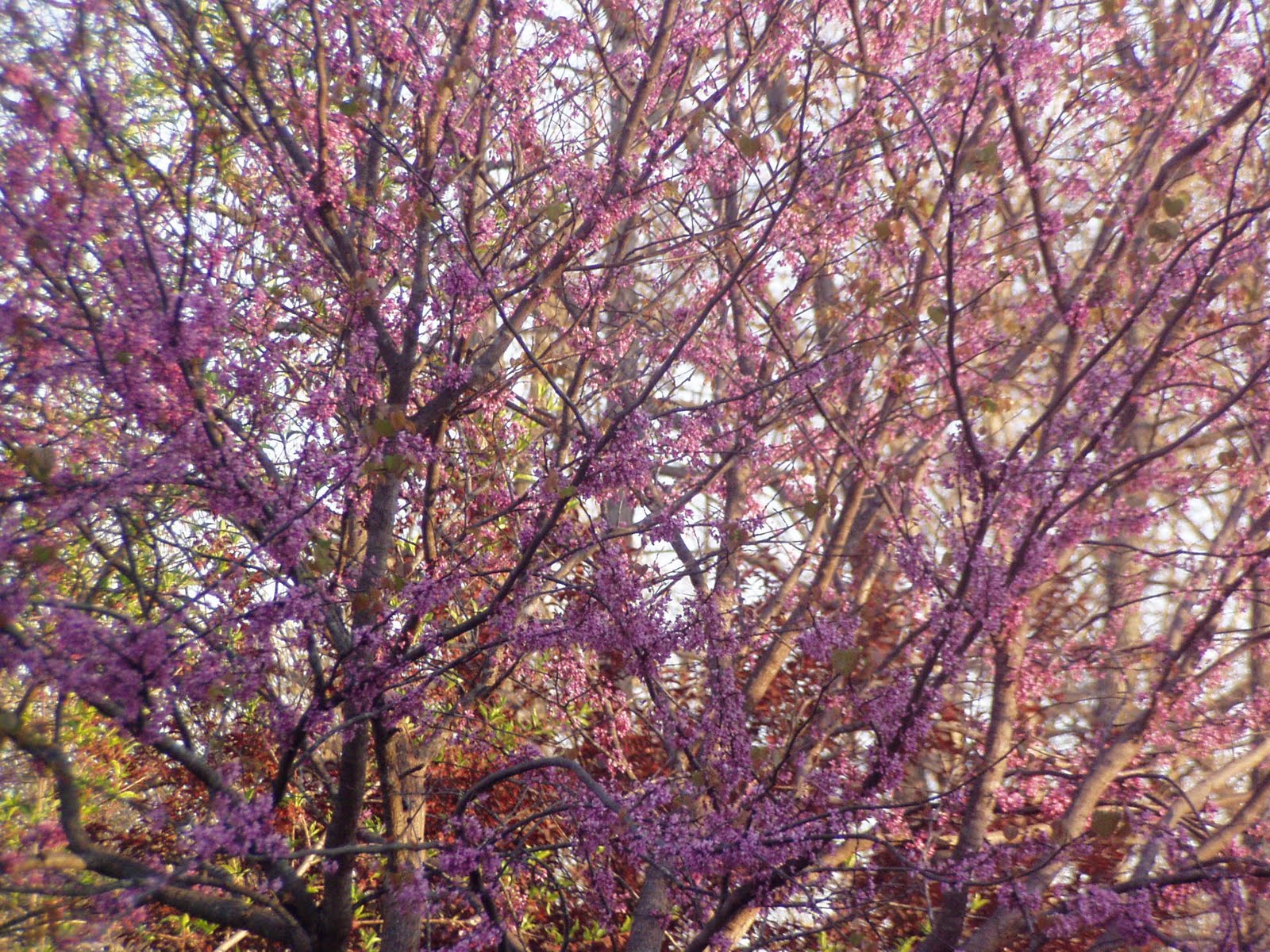 Ozark Mountain Family Homestead Spring in the Ozark Mountains