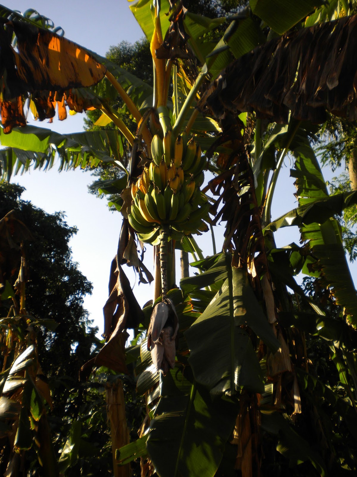 Crop Diseases in Tanzania Banana Xanthomonas wilt (BXW)
