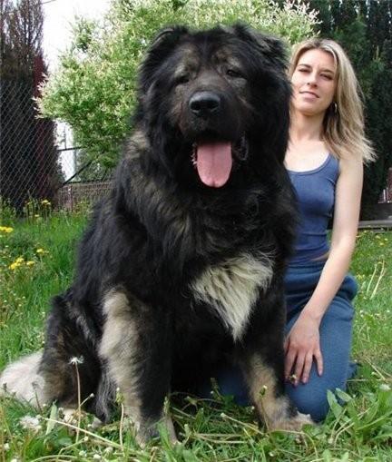Tibetan+Mastiff+2.jpg