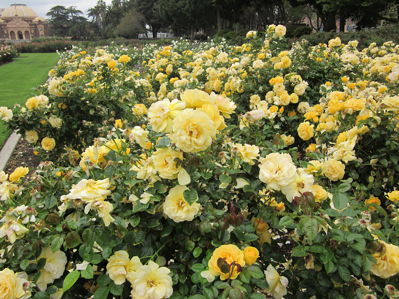 Garden Discoveries California Roses