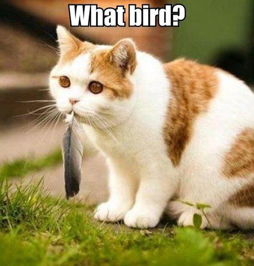 JustaCarGal Cat Humor