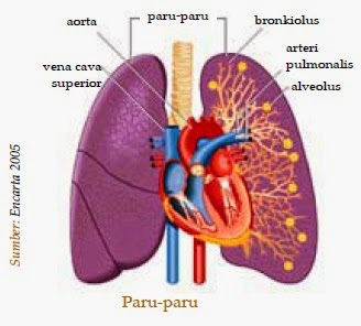 Fungsi paru paru manusia