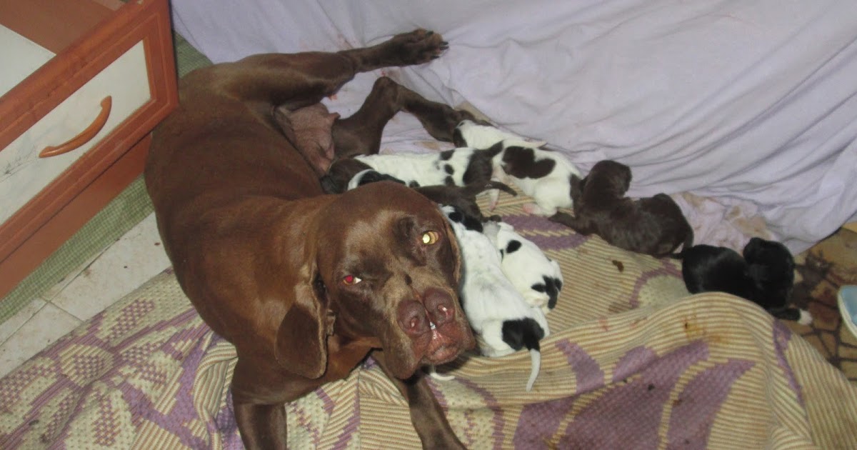 DİŞİ TARSUS ÇATALBURUN AV KÖPEĞİ, AV KÖPEKLERİ, eğitimi, ucuz, satılık