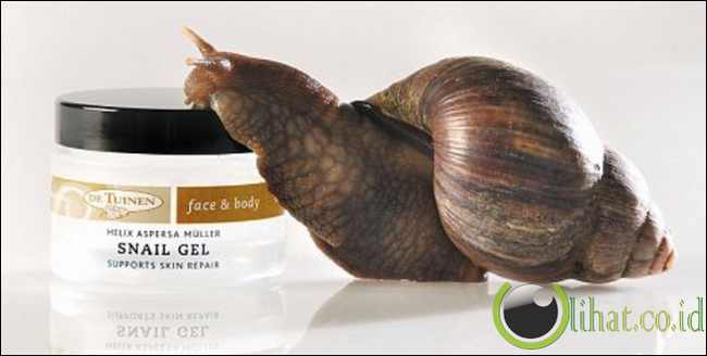 Lendir Siput Lendir Siput