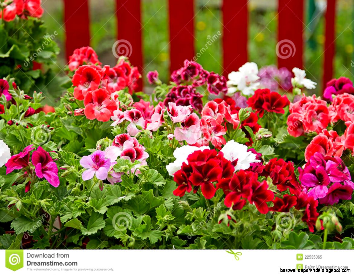 Petunia Flower Bed Royalty Free Stock Photo Image 22535365 Petunia Flower Bed Royalty Free Stock Photo Image 22535365