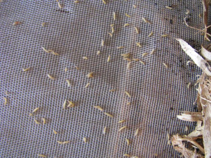 Black Soldier Fly Larvae 2.0