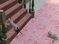 catstory2-1.jpg