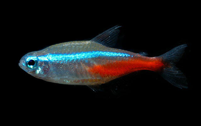 Tetra Fish Neon