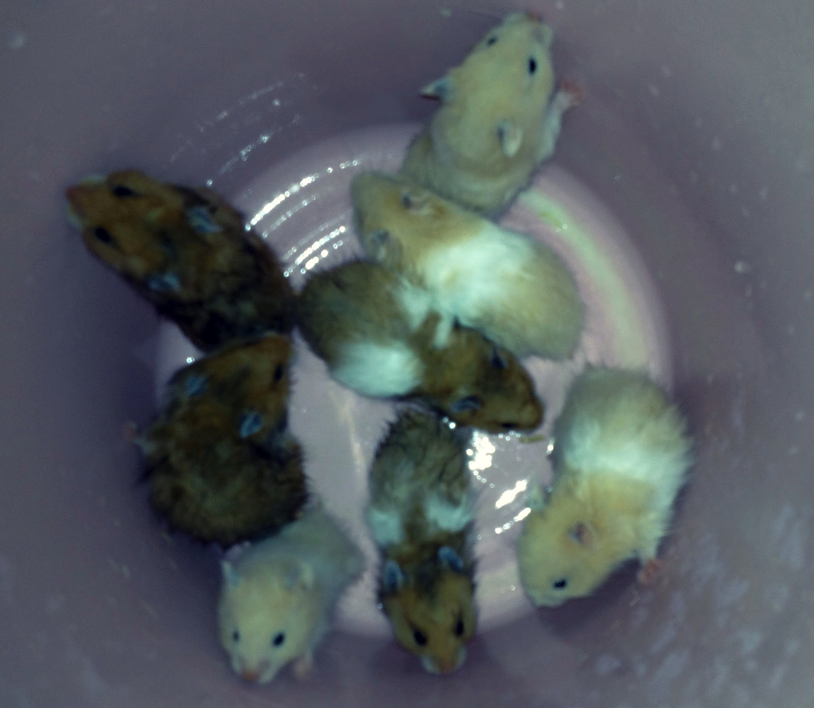 Hamster Fun! Hamsters for Sale!