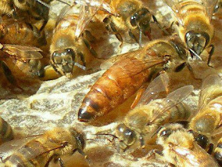 طريقة ترقيم الملكات في خلية النحل
