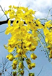 Thailand's National Flower