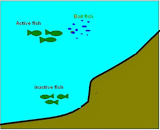 peces activos o inactivos