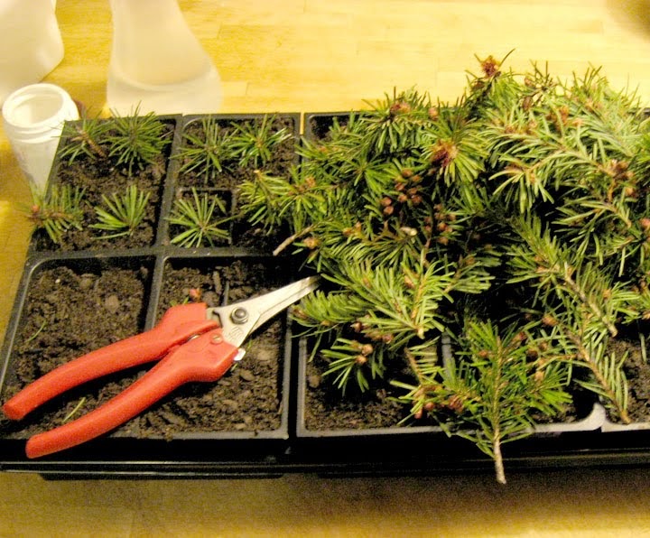 Field Notes Bringing Tree Work Home