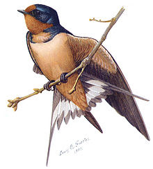 Andorinha da Chamninés (Hirundo rustica) Andorinha da Chamninés (Hirundo rustica)