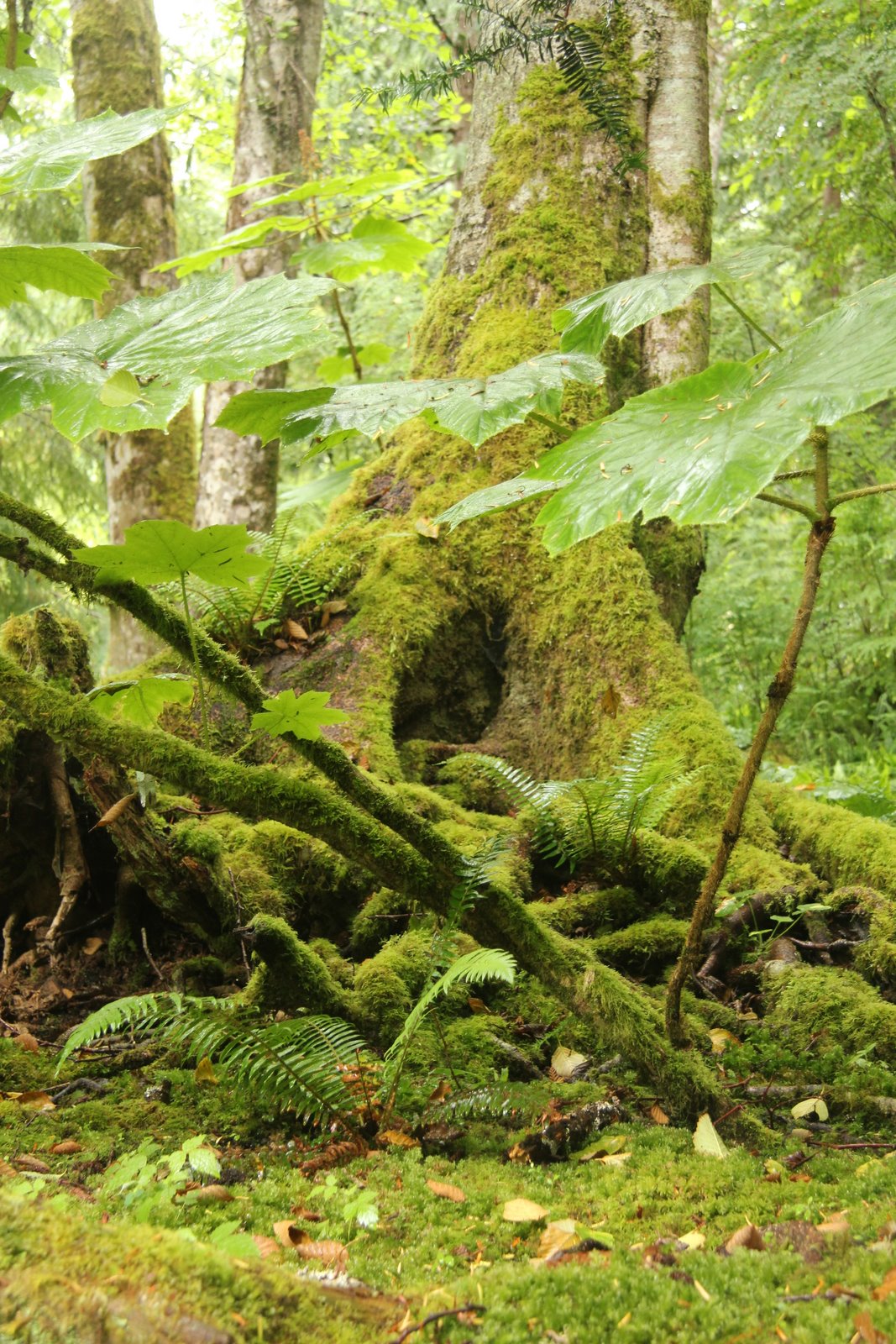 Gardening and Gardens: August 2011