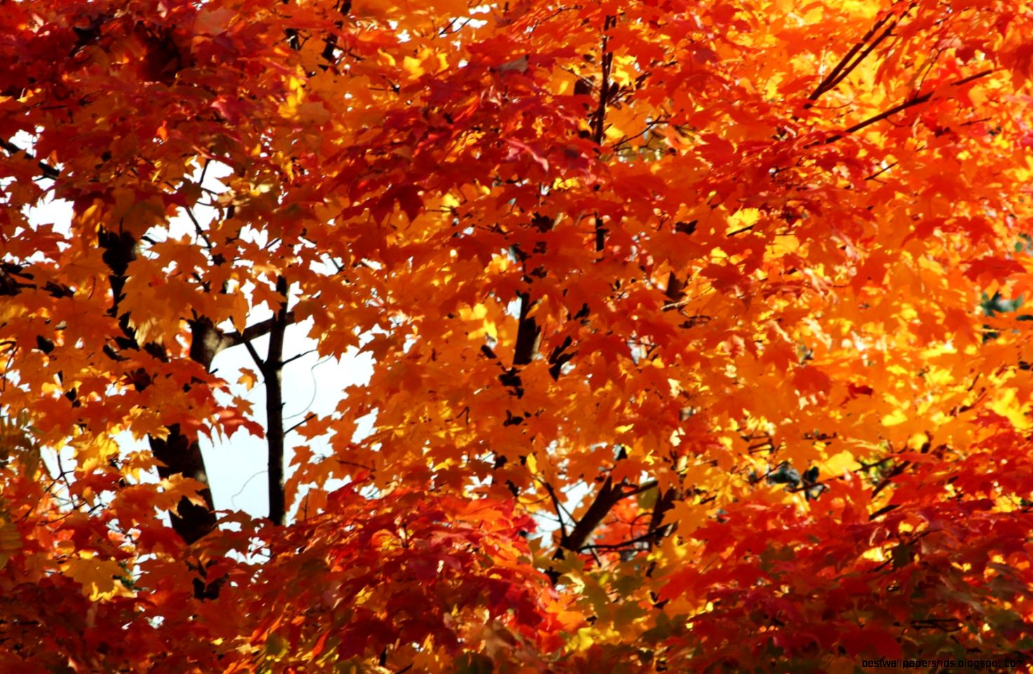 Beautiful Fall Day Beautiful Fall Day