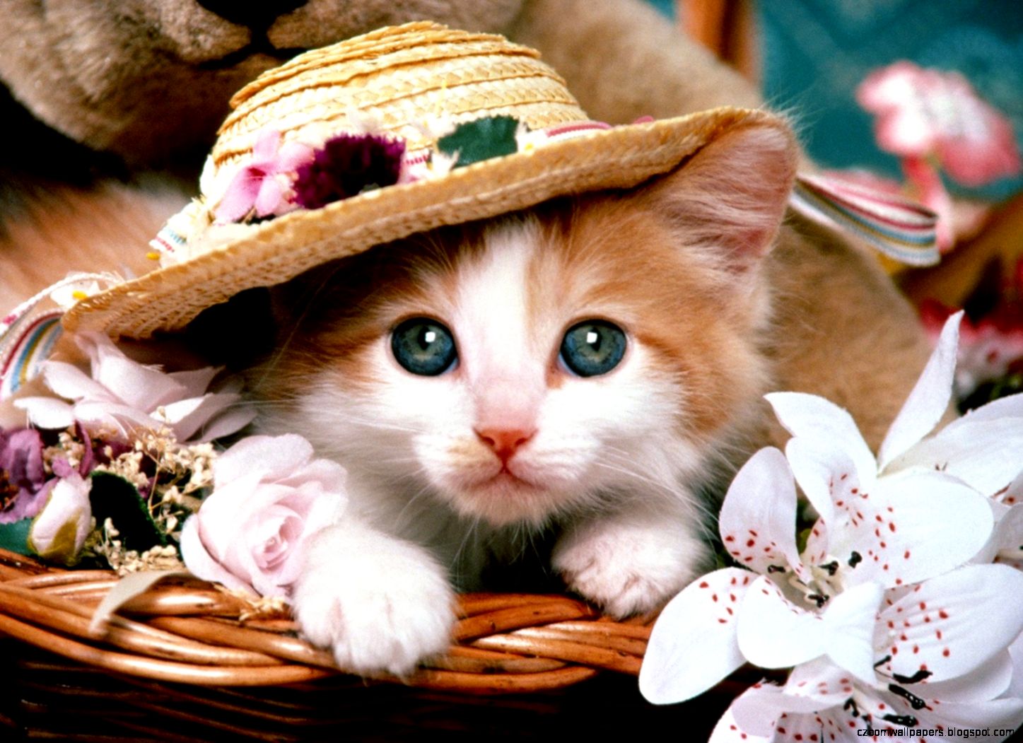 Cue Baby Cat Wallpaper Cue Baby Cat Wallpaper