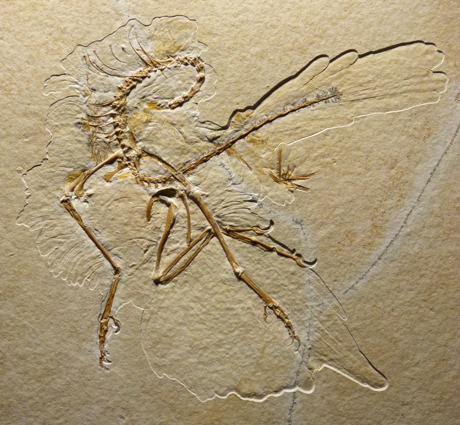 bensozia Archaeopteryx