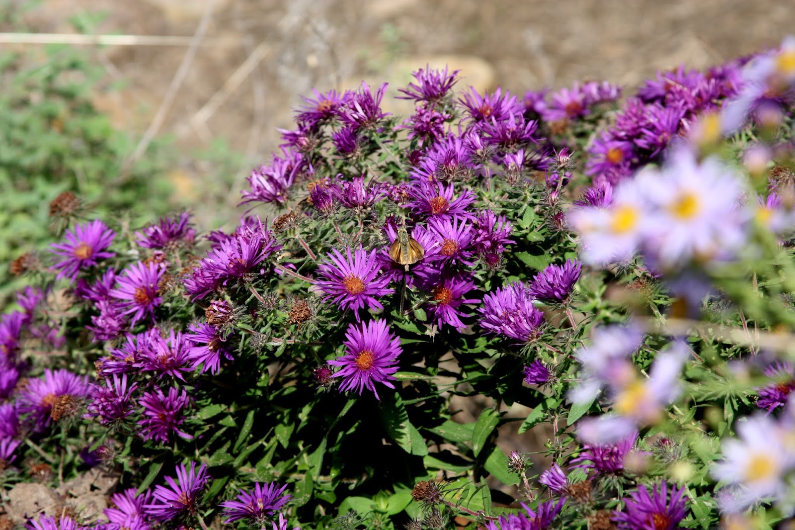 Purple Flowers of Fall
