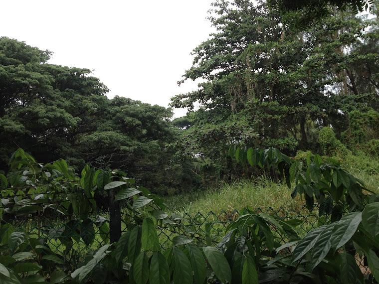 Tropical Rainforest(TMS)