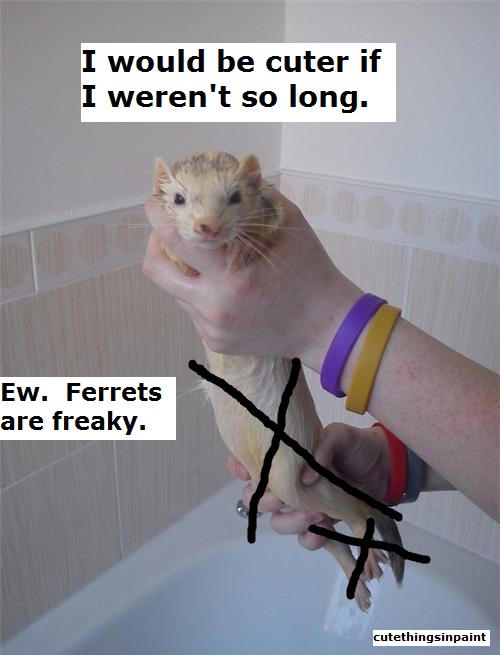 Long Ferret