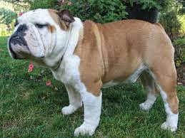 Merawat Anjing Merawat Anjing Bulldog
